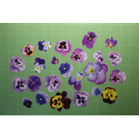 Komplet scrapek – bratki | Zestaw 24 papierowych scrapek